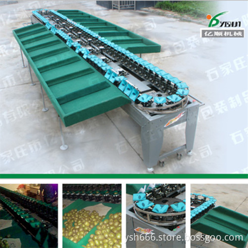 Automatic Kiwi fruit sorting machine YSXS-76-16-100